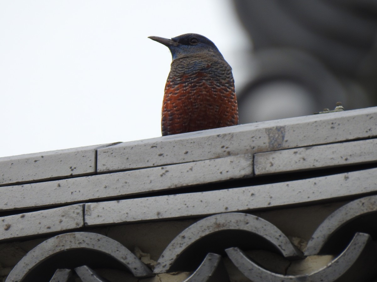 Blue Rock-Thrush - ML646038230