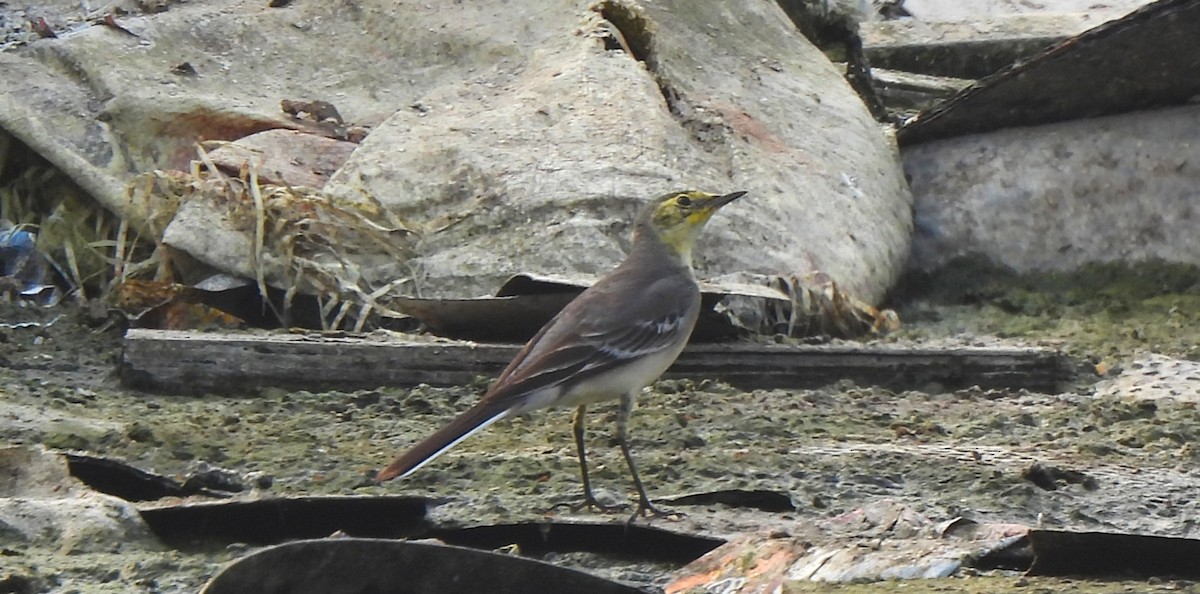Citrine Wagtail - ML646038231