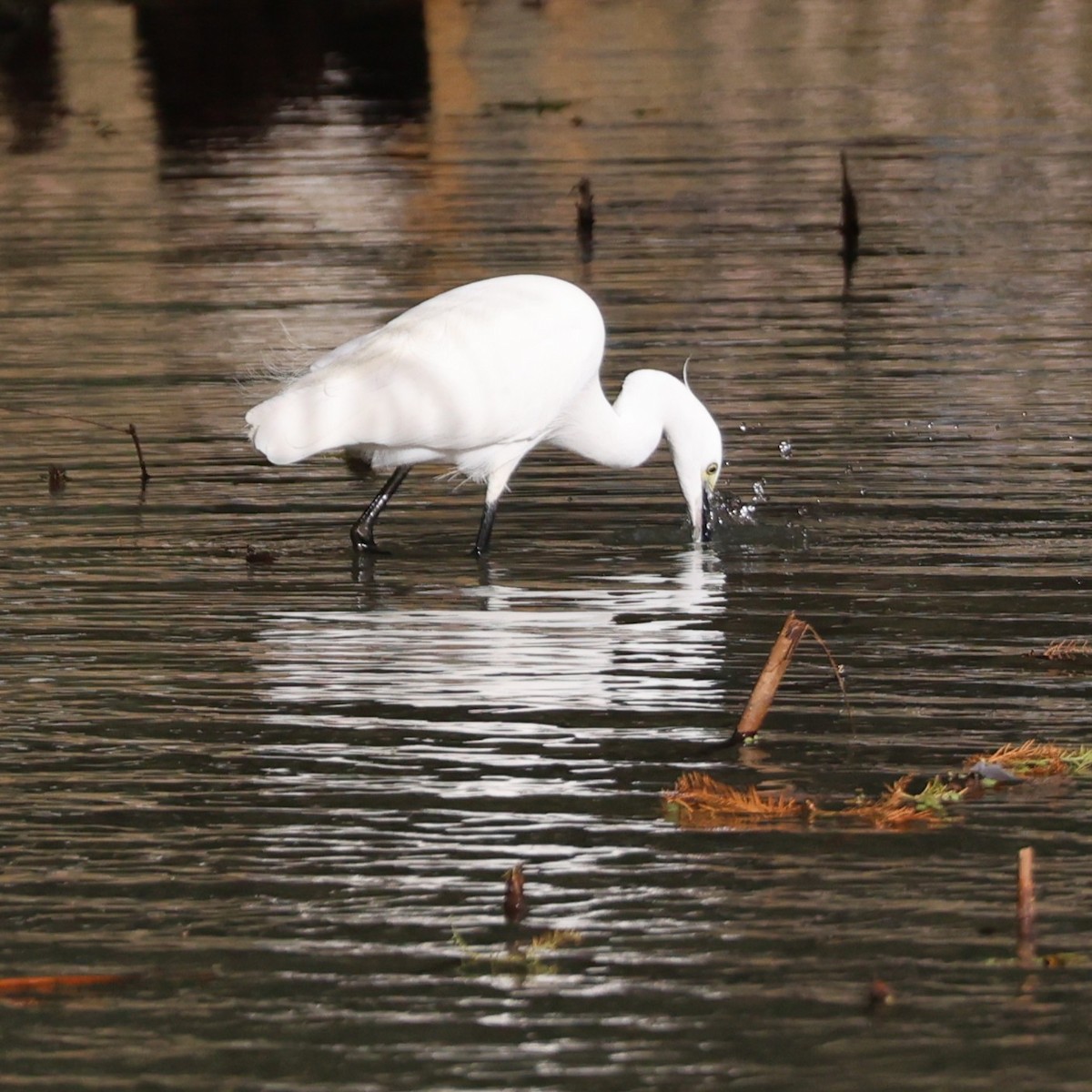 Little Egret - ML646038232