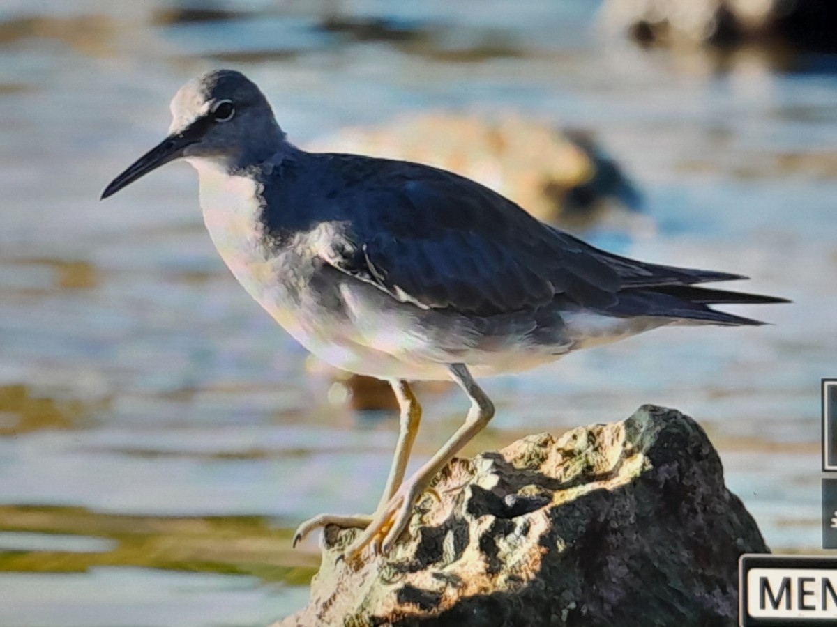 Wandering Tattler - ML646038233
