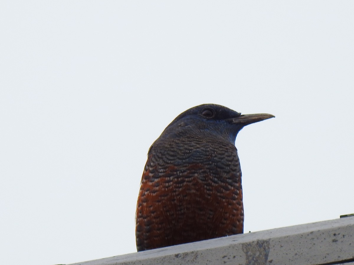 Blue Rock-Thrush - ML646038234