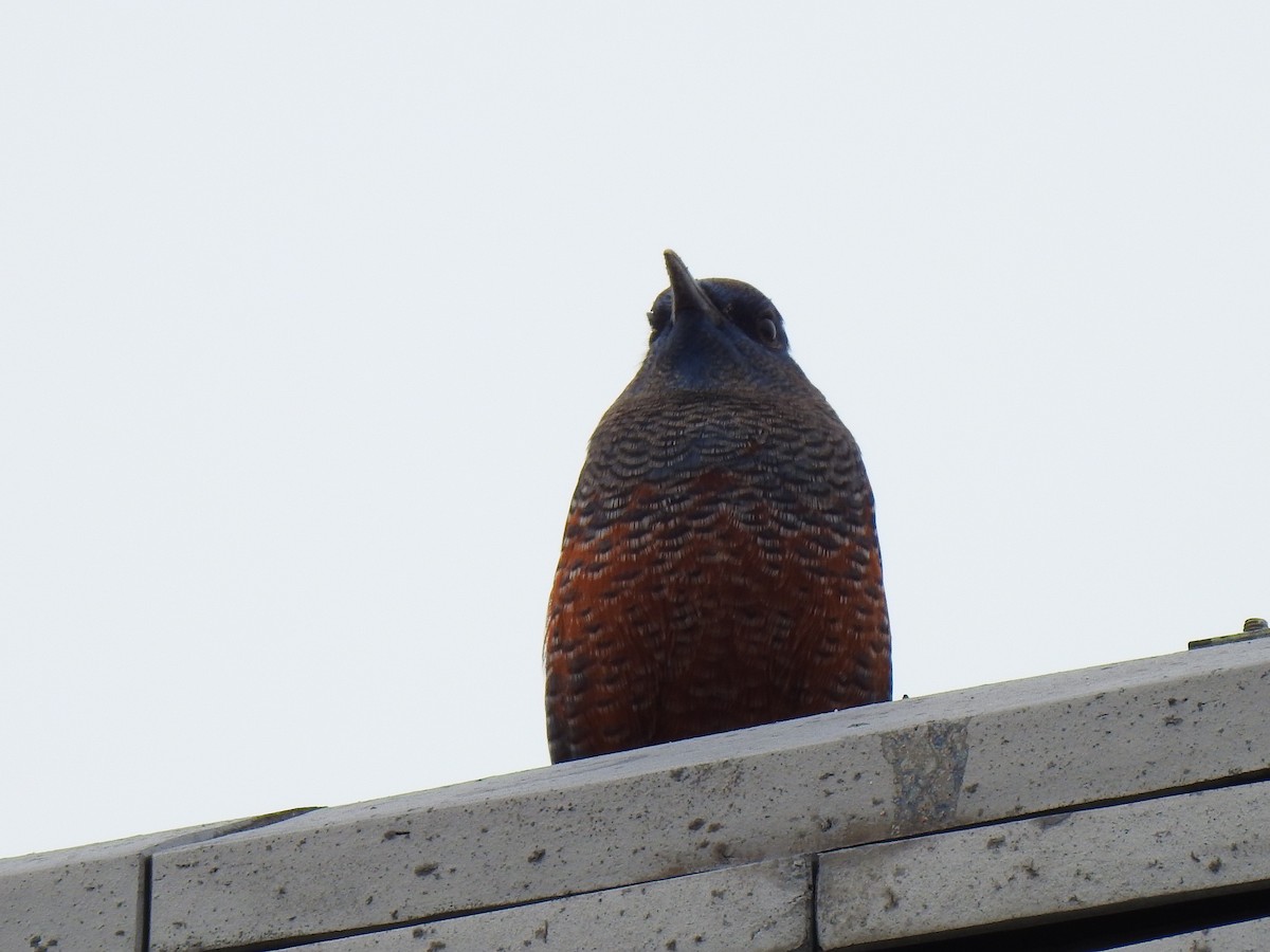 Blue Rock-Thrush - ML646038235