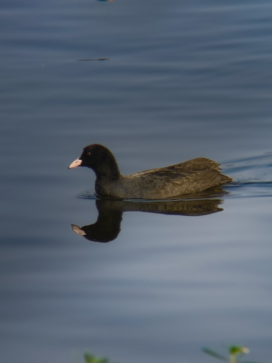 Eurasian Coot - ML646038237