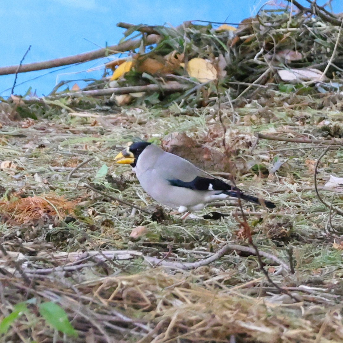 Japanese Grosbeak - ML646038238