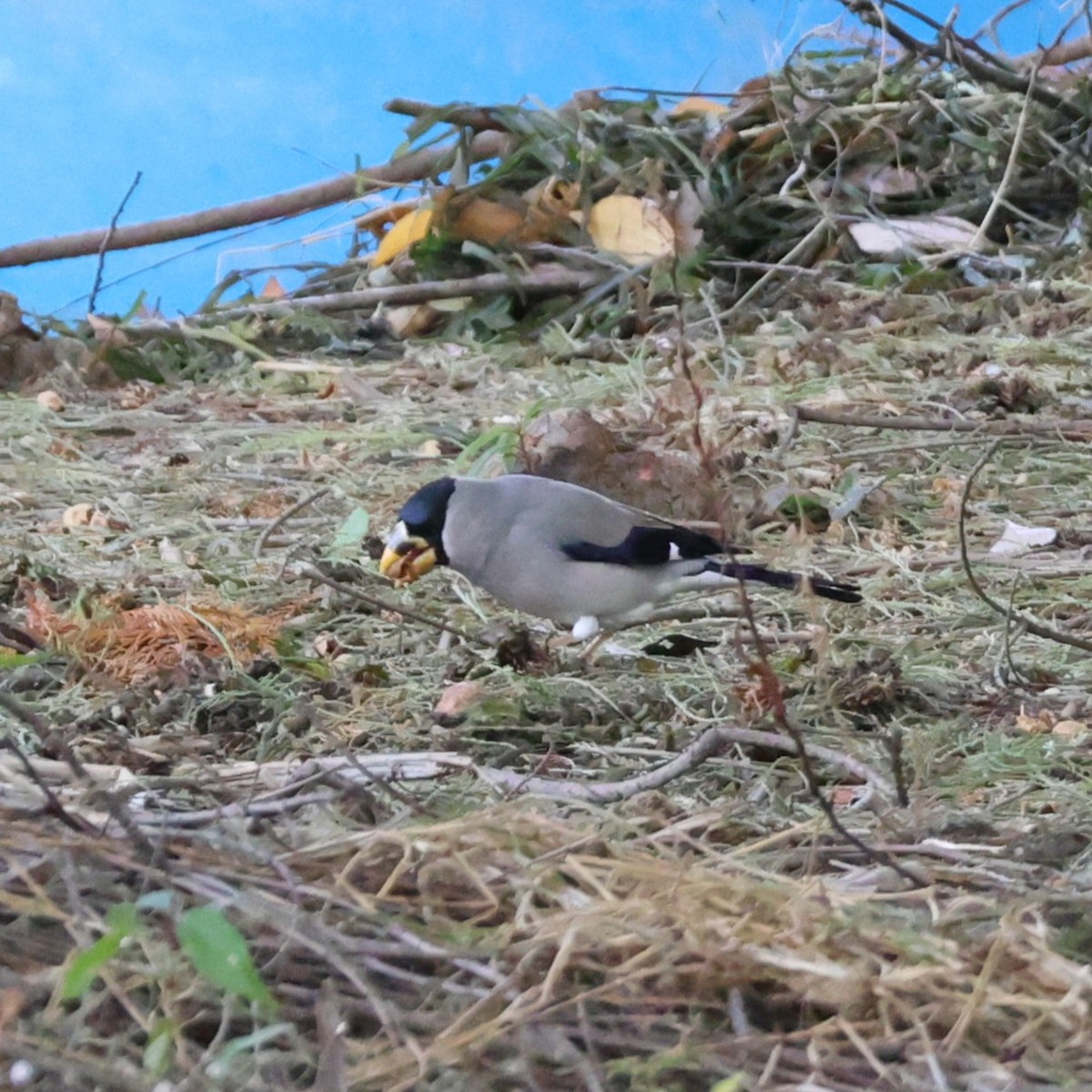 gråkjernebiter - ML646038239