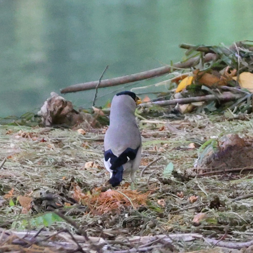 gråkjernebiter - ML646038240