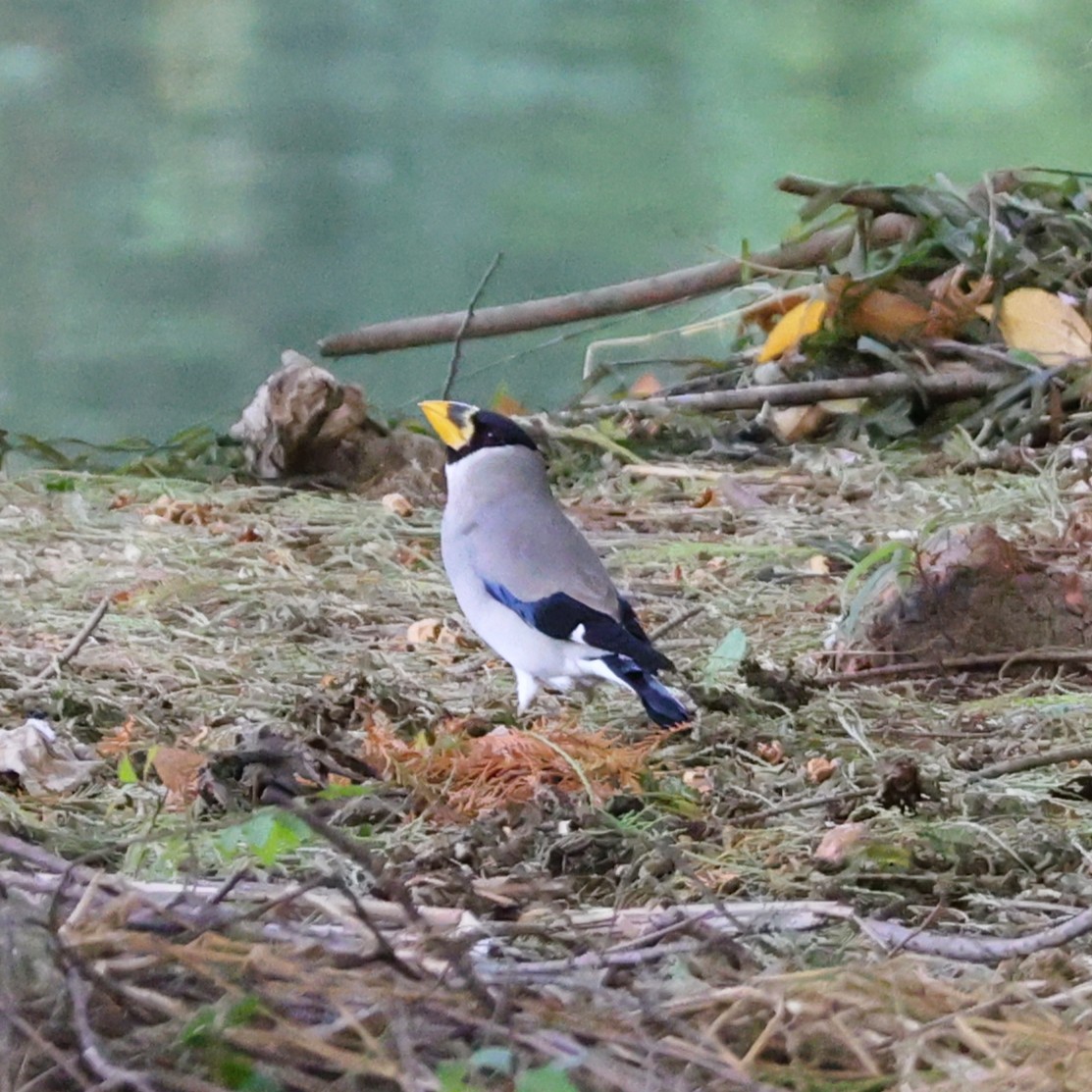 Japanese Grosbeak - ML646038241