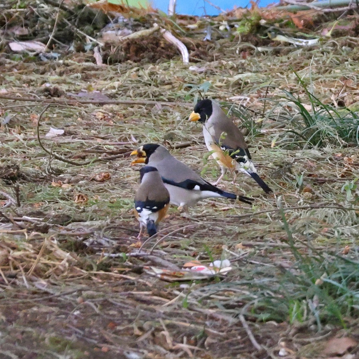 gråkjernebiter - ML646038242