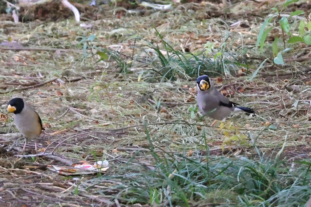 Japanese Grosbeak - ML646038243