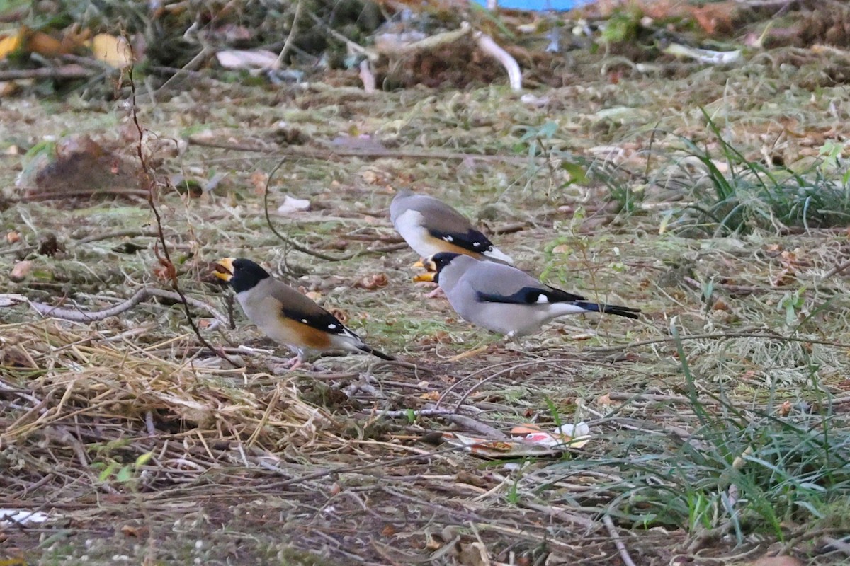 gråkjernebiter - ML646038244