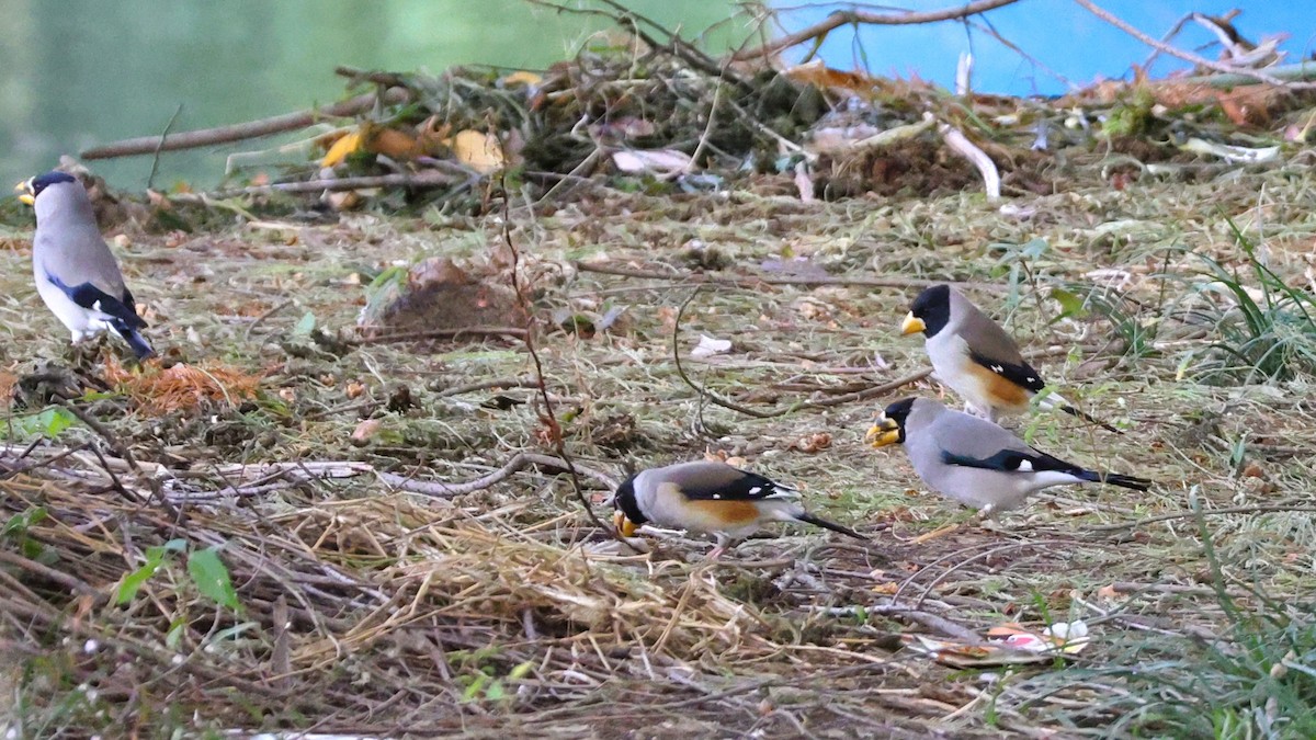 gråkjernebiter - ML646038245