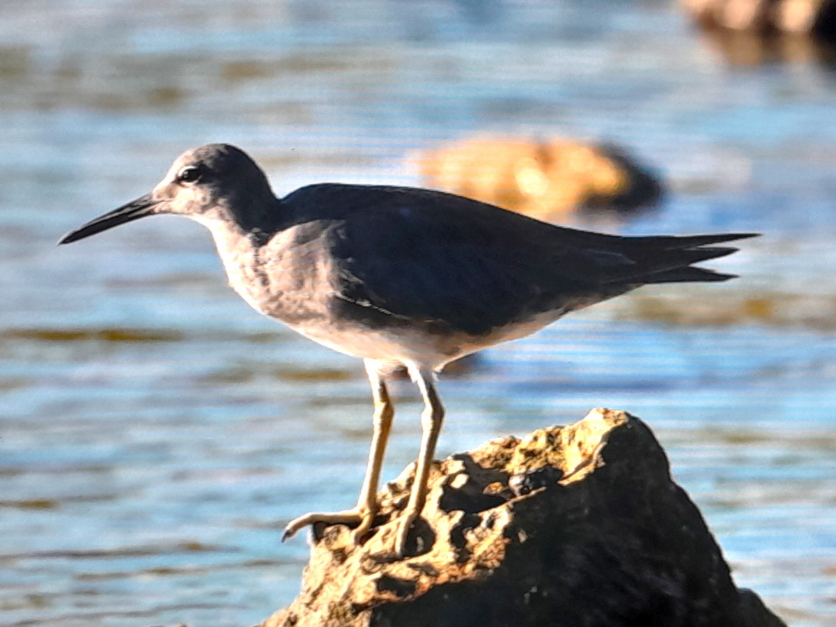 alaskavandresnipe - ML646038246