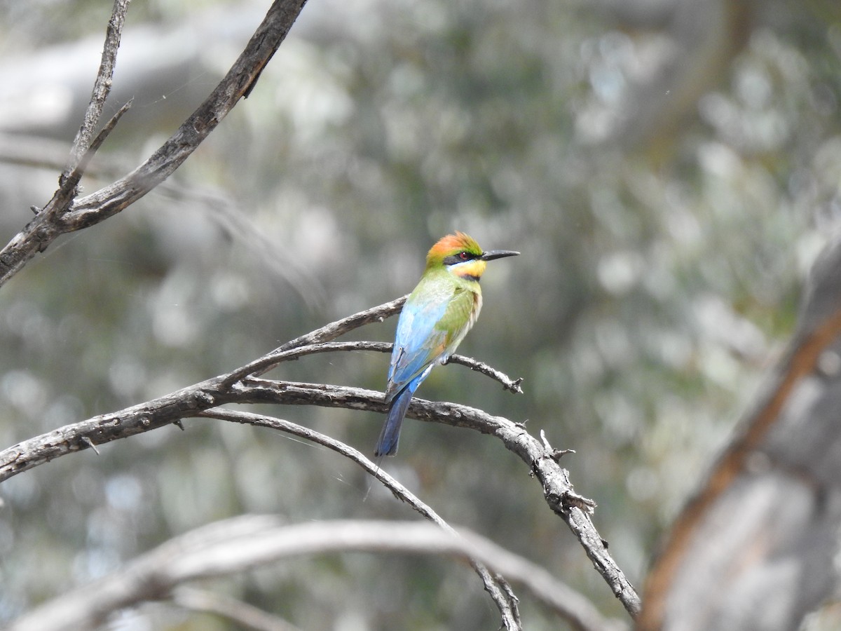 regnbuebieter - ML646038247