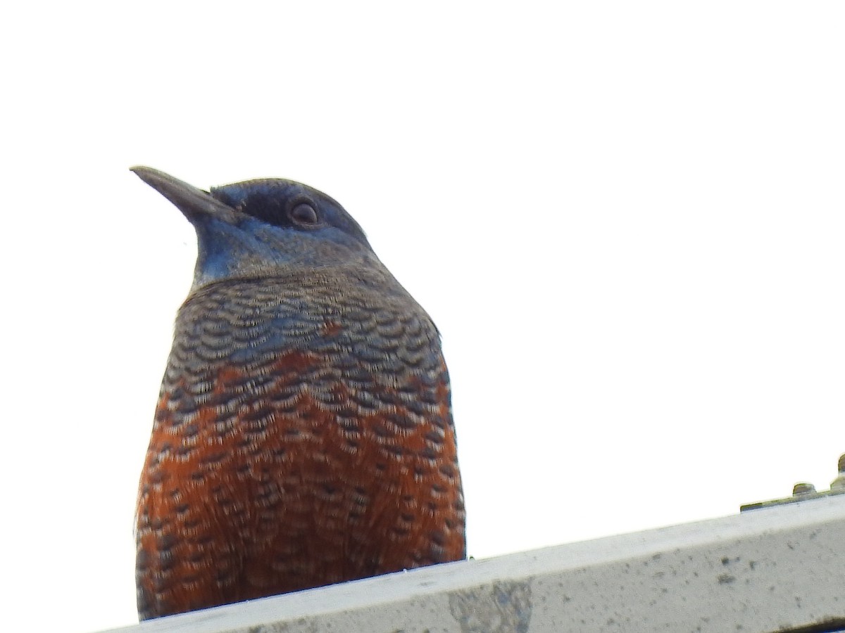 blåtrost - ML646038248