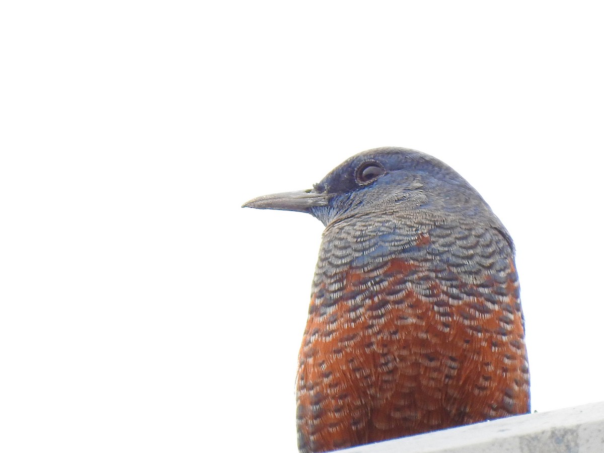 blåtrost - ML646038249