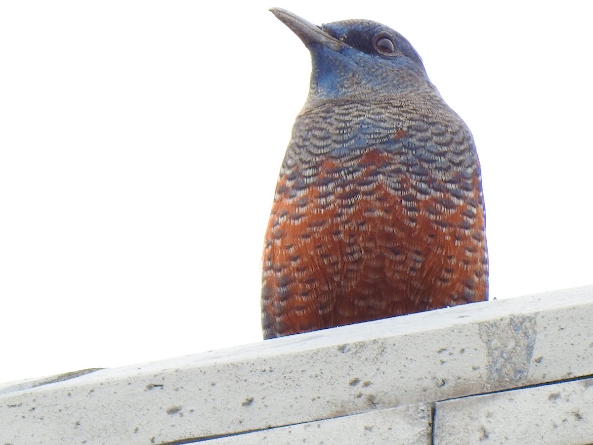 blåtrost - ML646038250