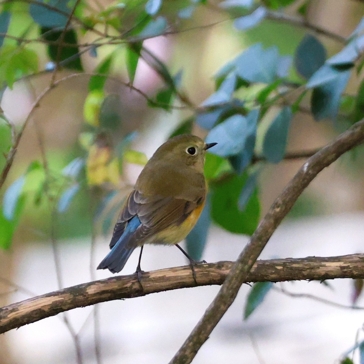 blåstjert - ML646038251