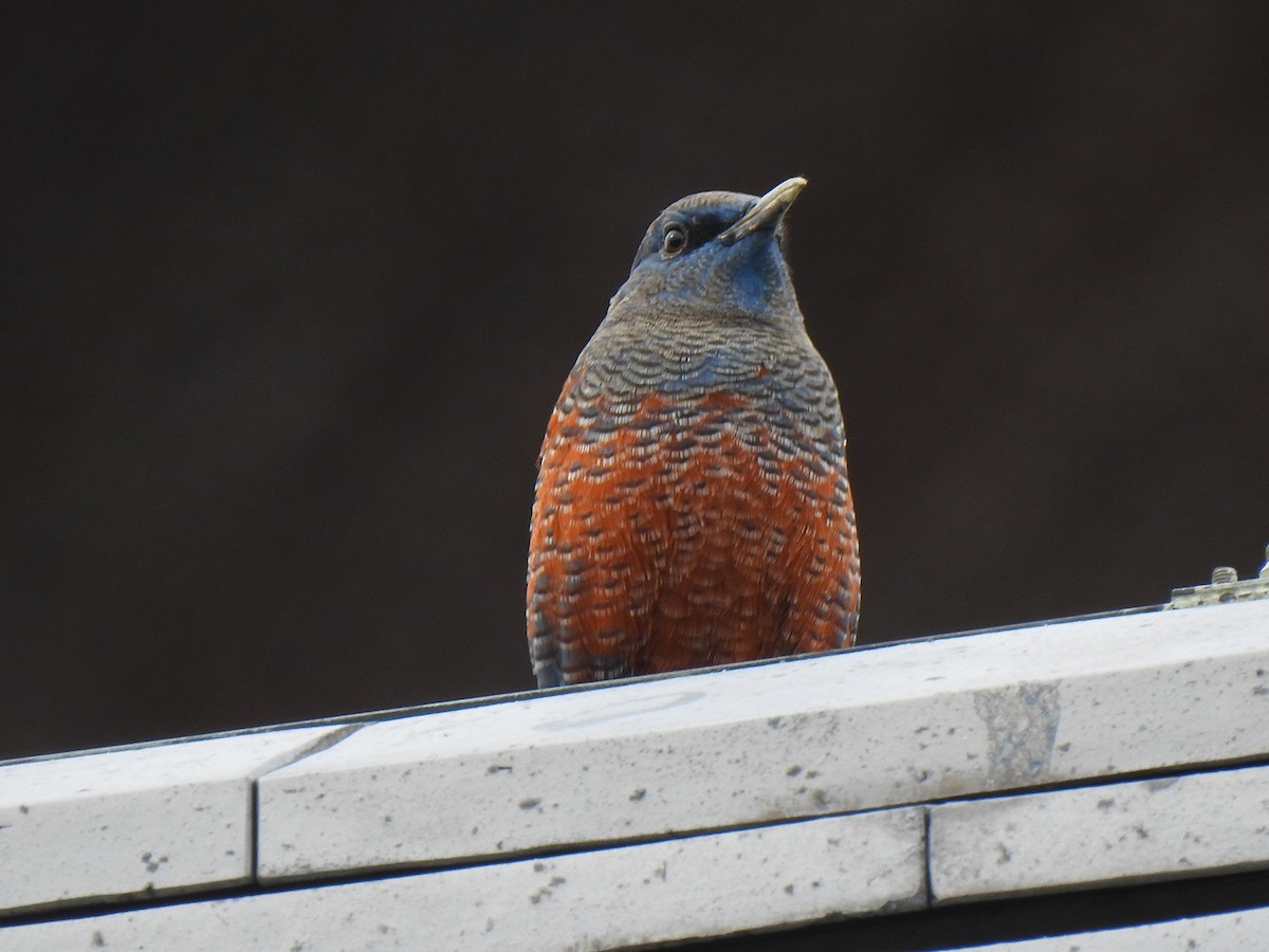 blåtrost - ML646038254