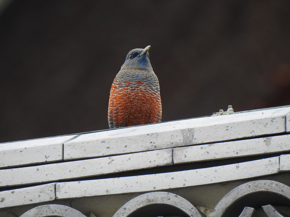 blåtrost - ML646038255