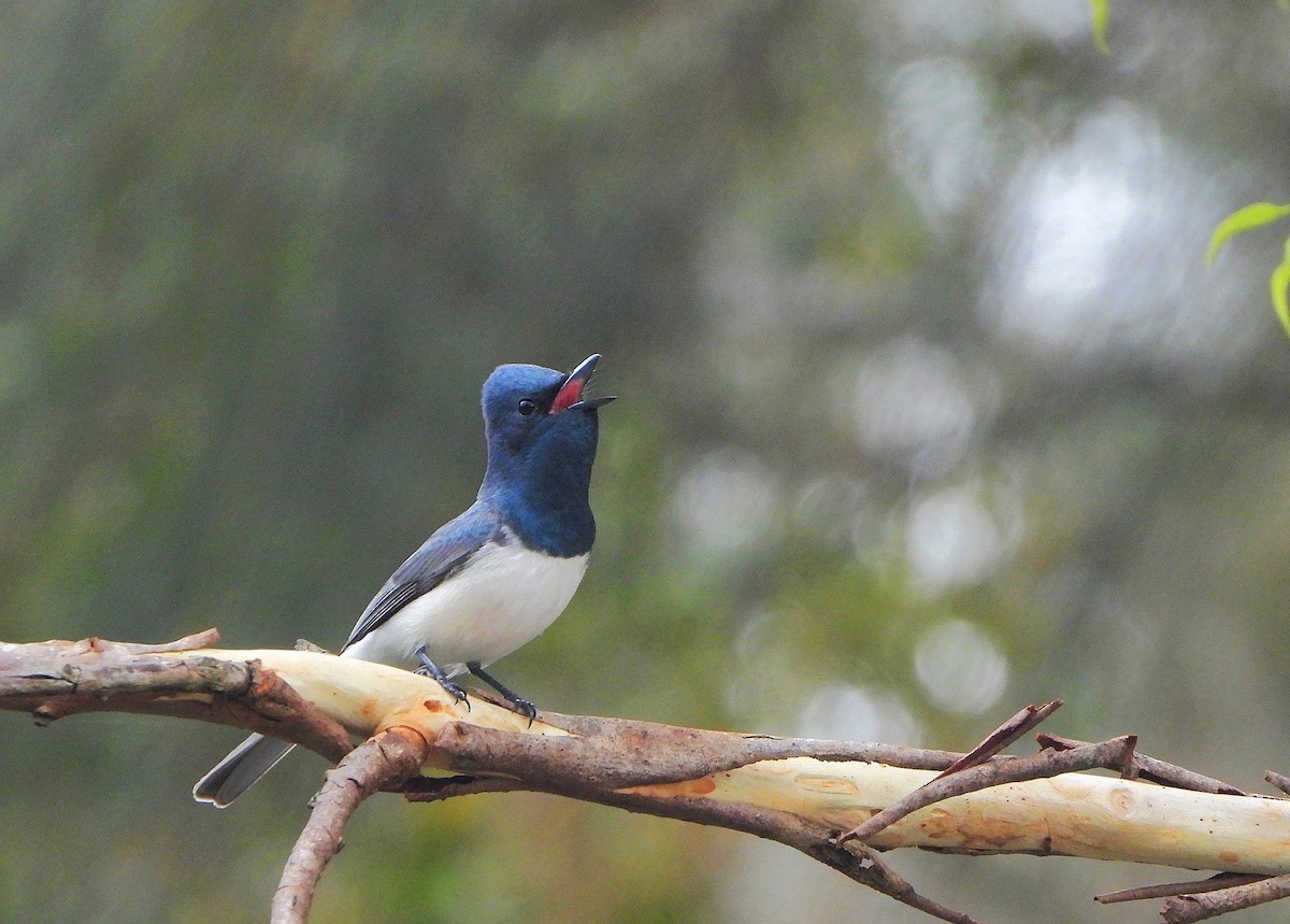 blymonark - ML646038257