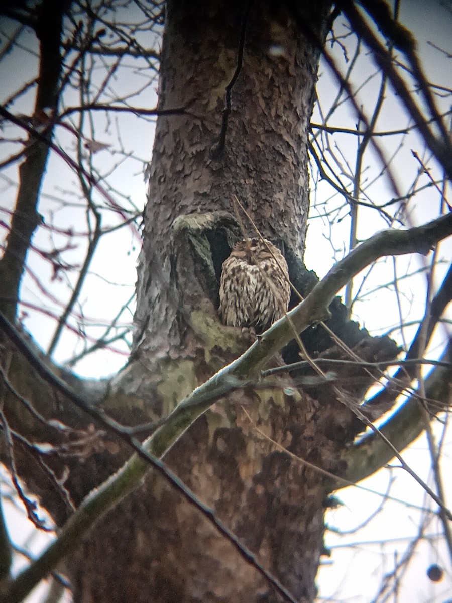 kattugle - ML646038258