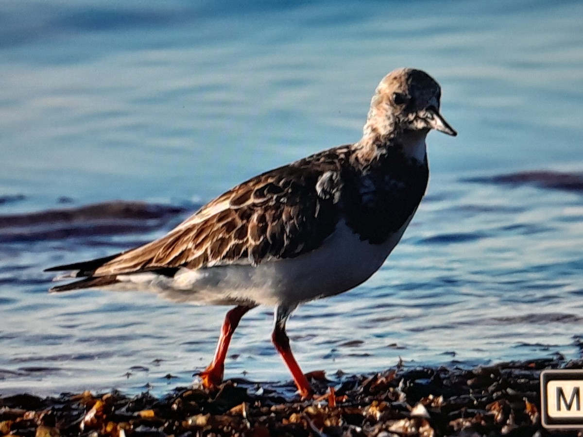 steinvender - ML646038260