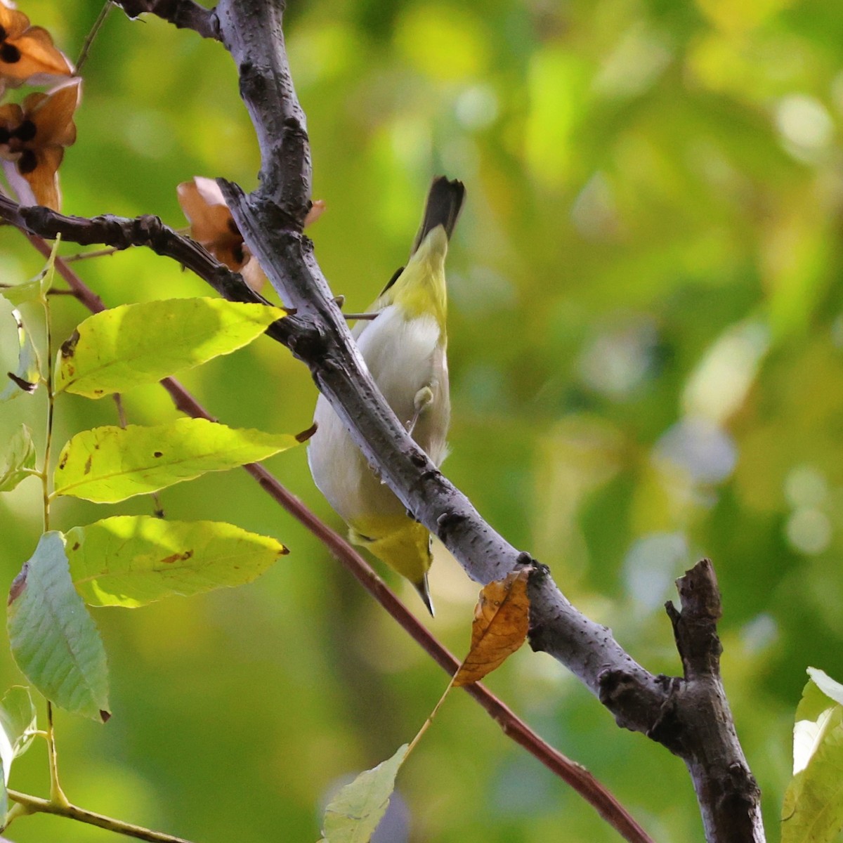 orientbrillefugl - ML646038261