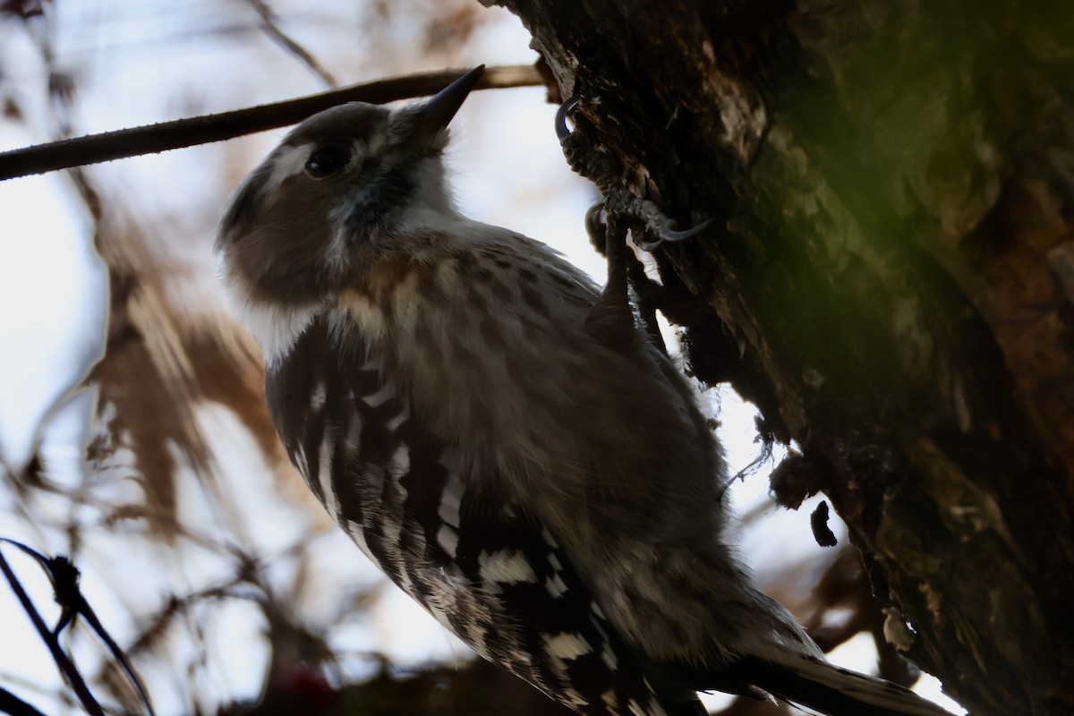 knøttspett - ML646038262