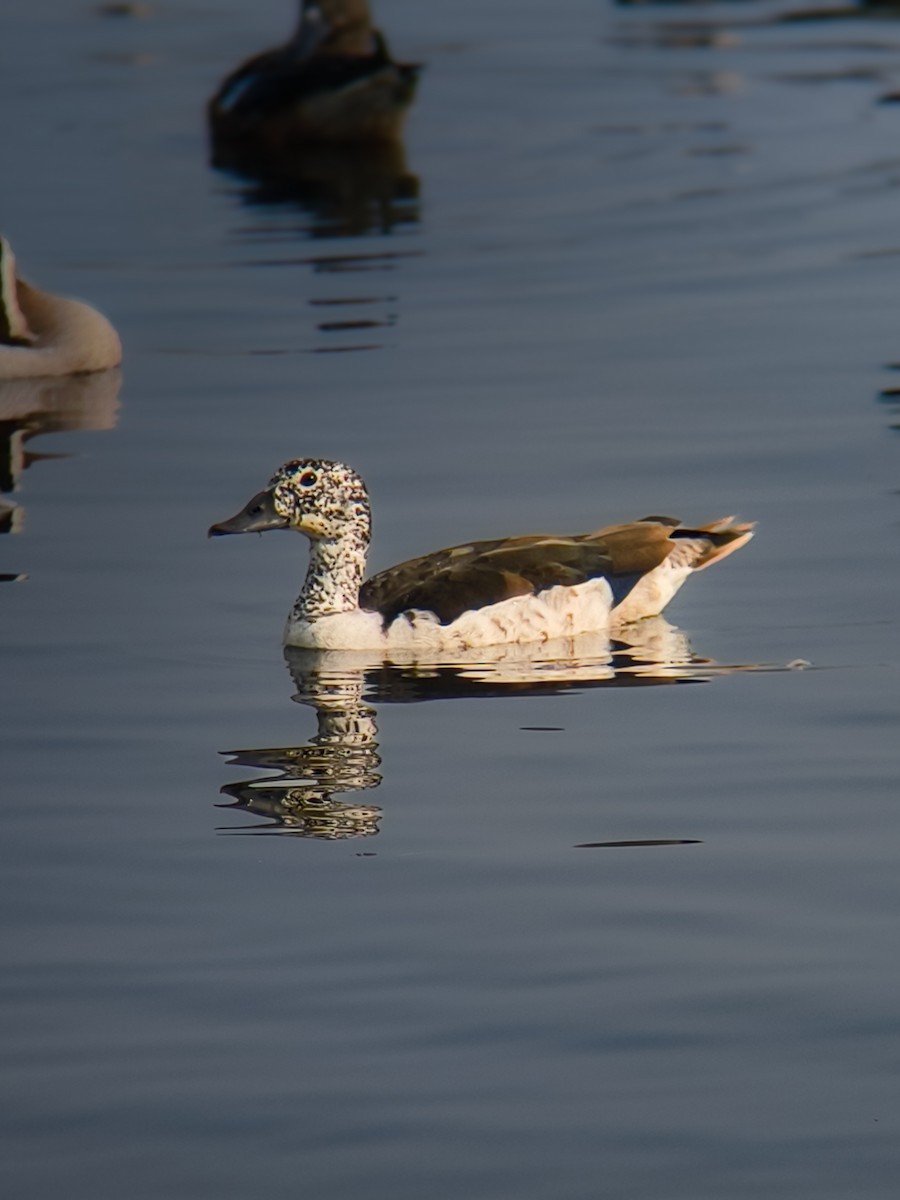 kamand - ML646038263