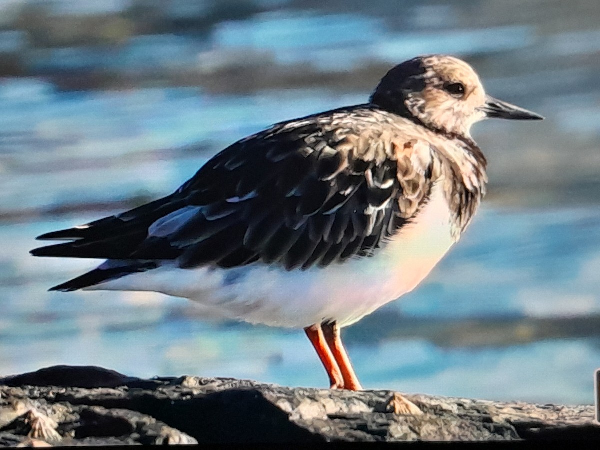 steinvender - ML646038264