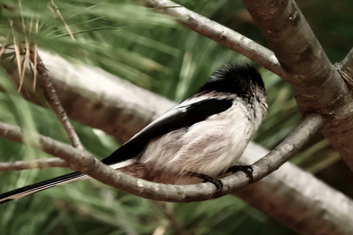 stjertmeis - ML646038265