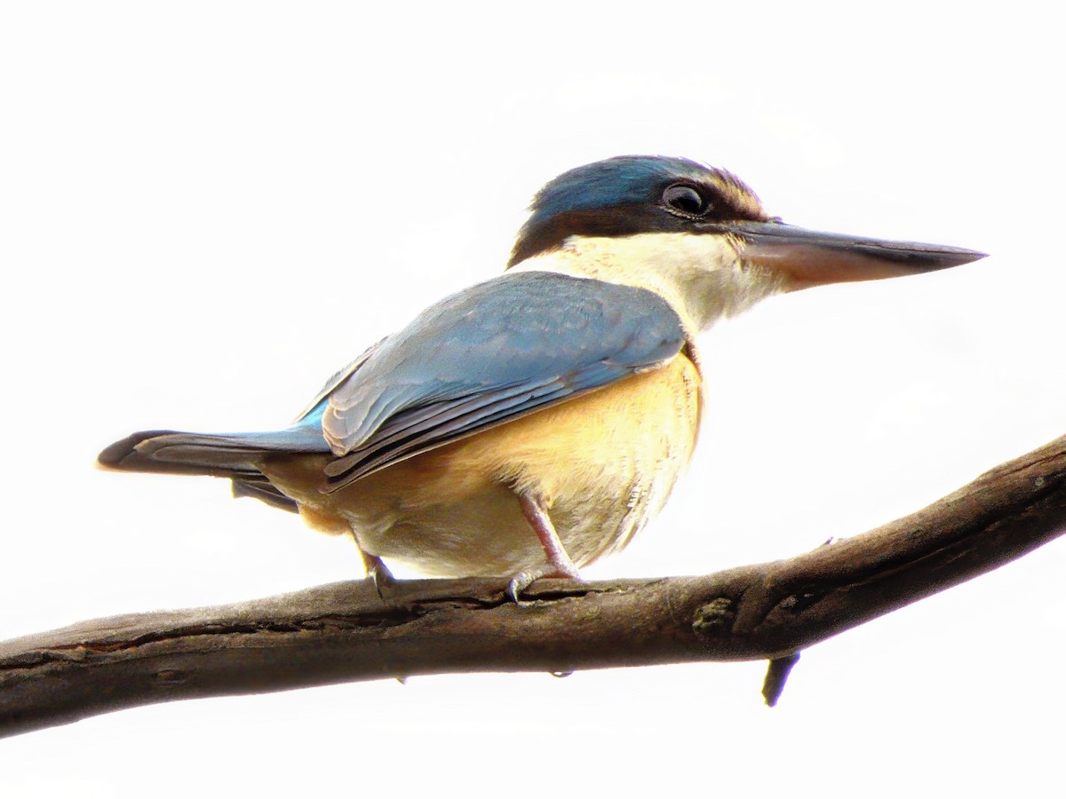 maskaraisfugl (sanctus) - ML646038266