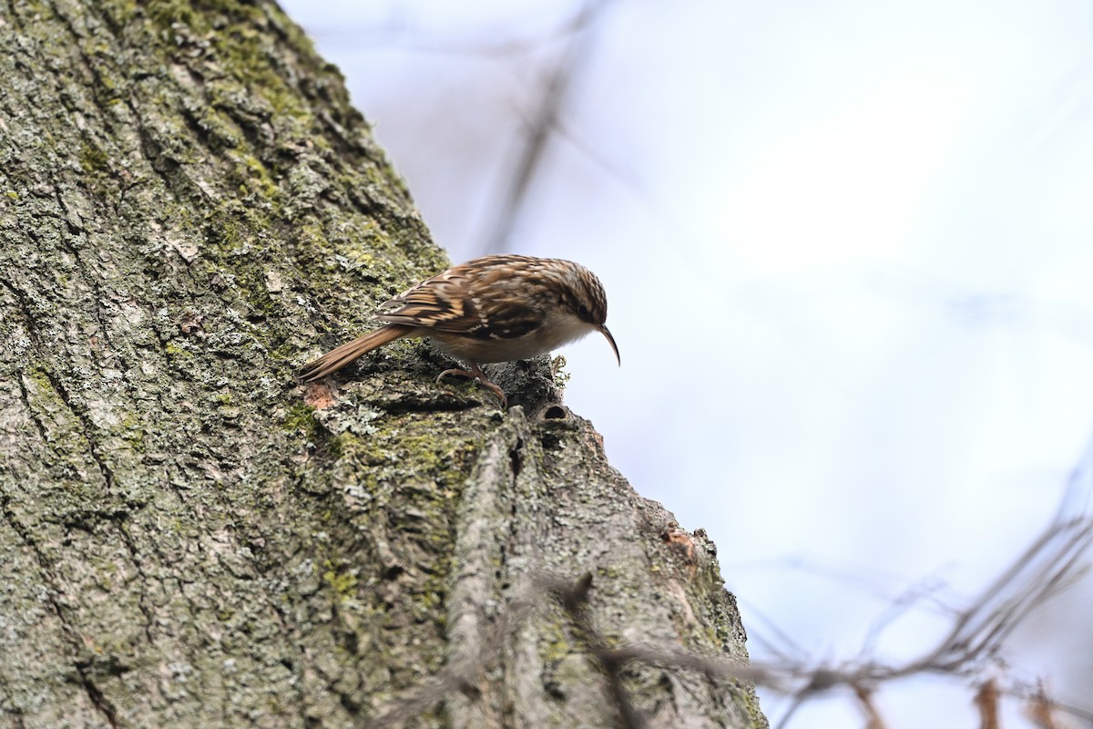 kortklotrekryper - ML646038267