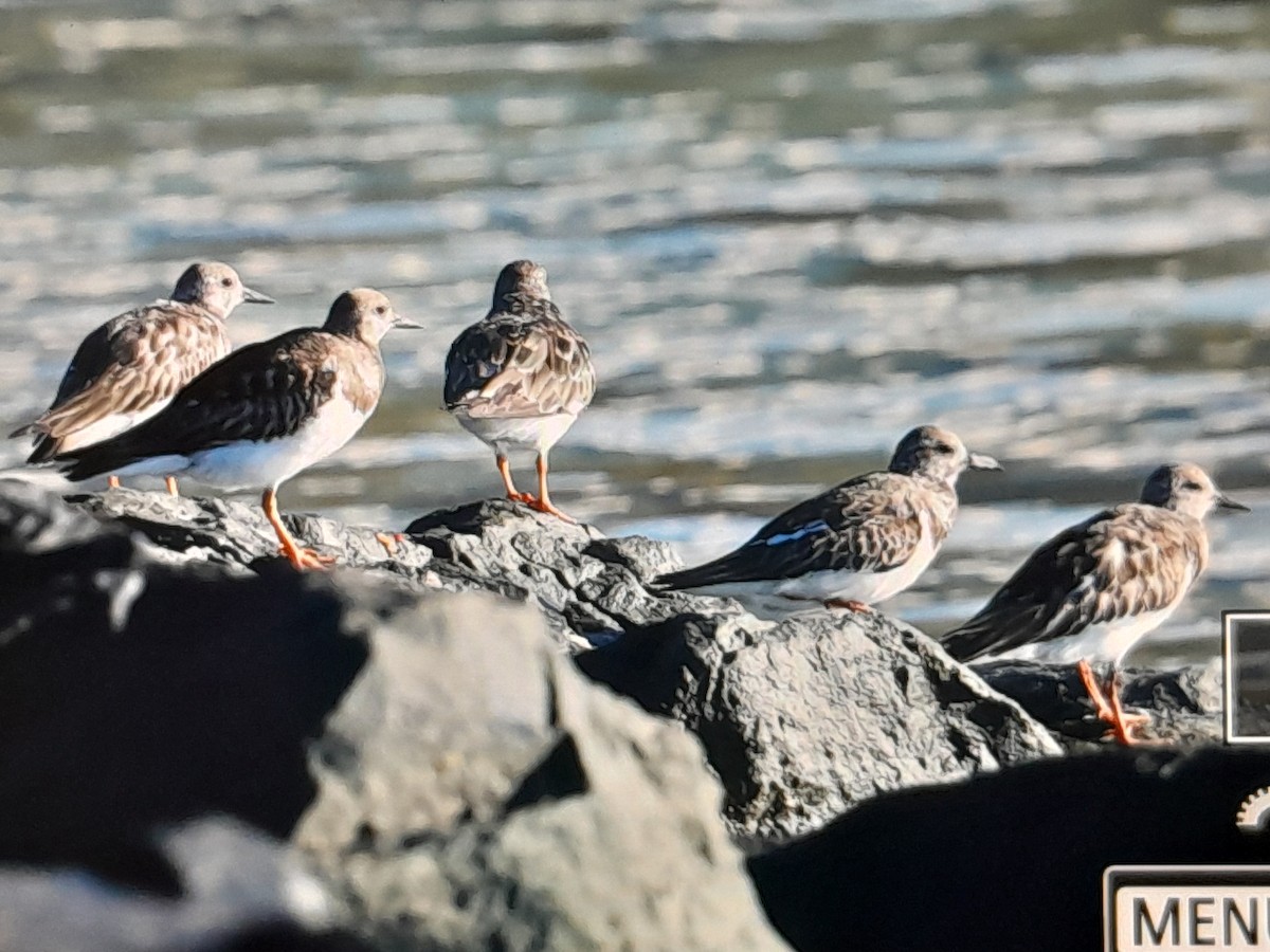 steinvender - ML646038268