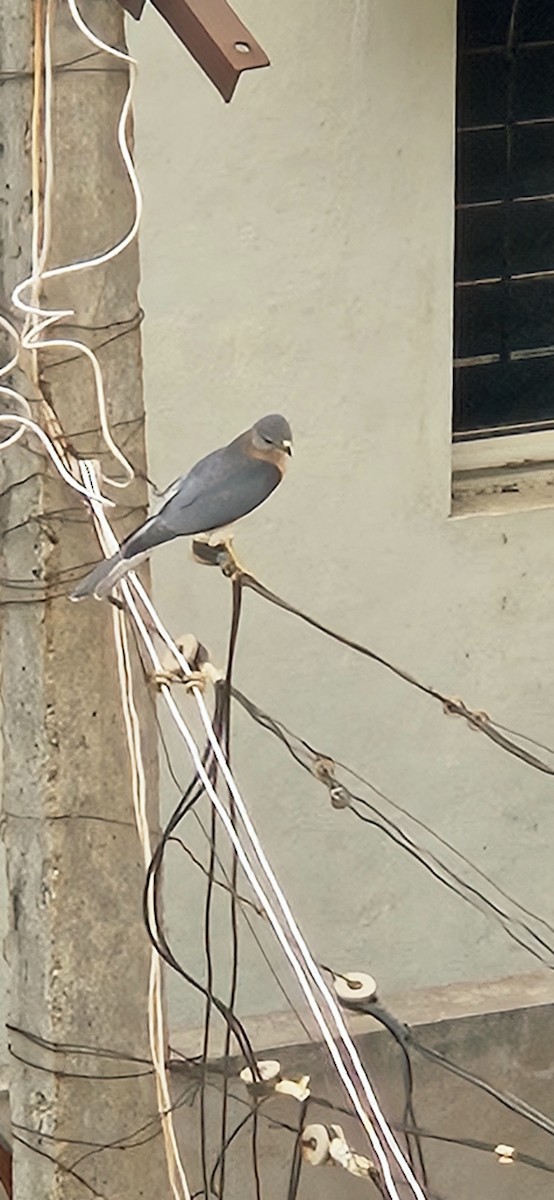 shikrahauk - ML646038269