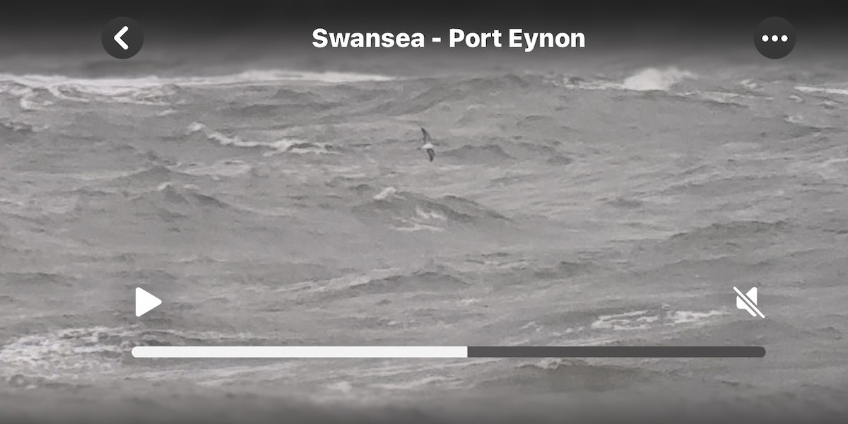 havlire - ML646038270