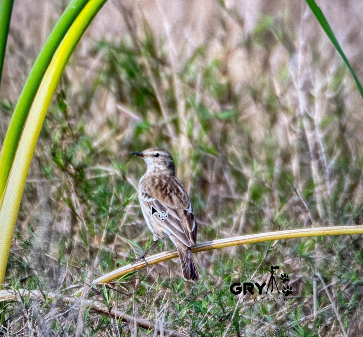 Water Pipit - ML646038272