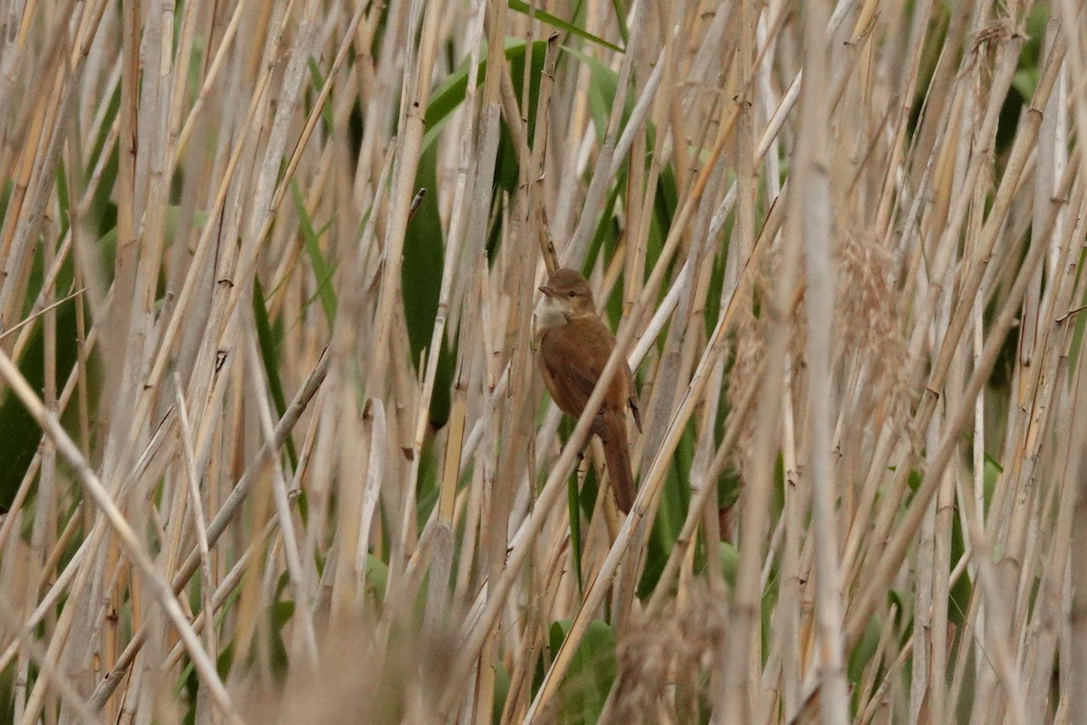 Australian Reed Warbler - ML646038273