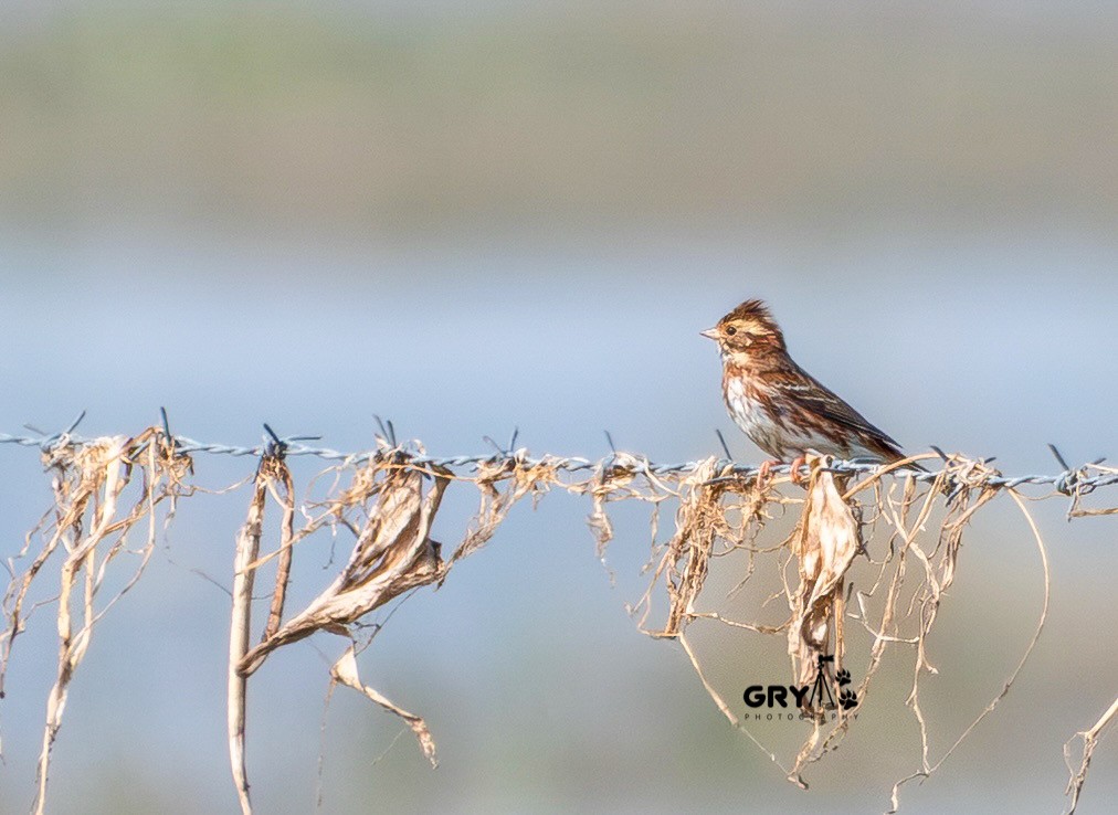 Rustic Bunting - ML646038275