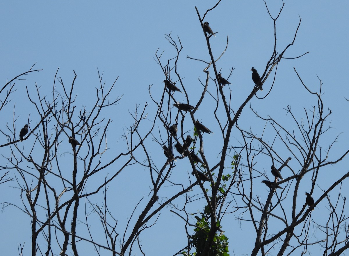 engstær - ML646038278