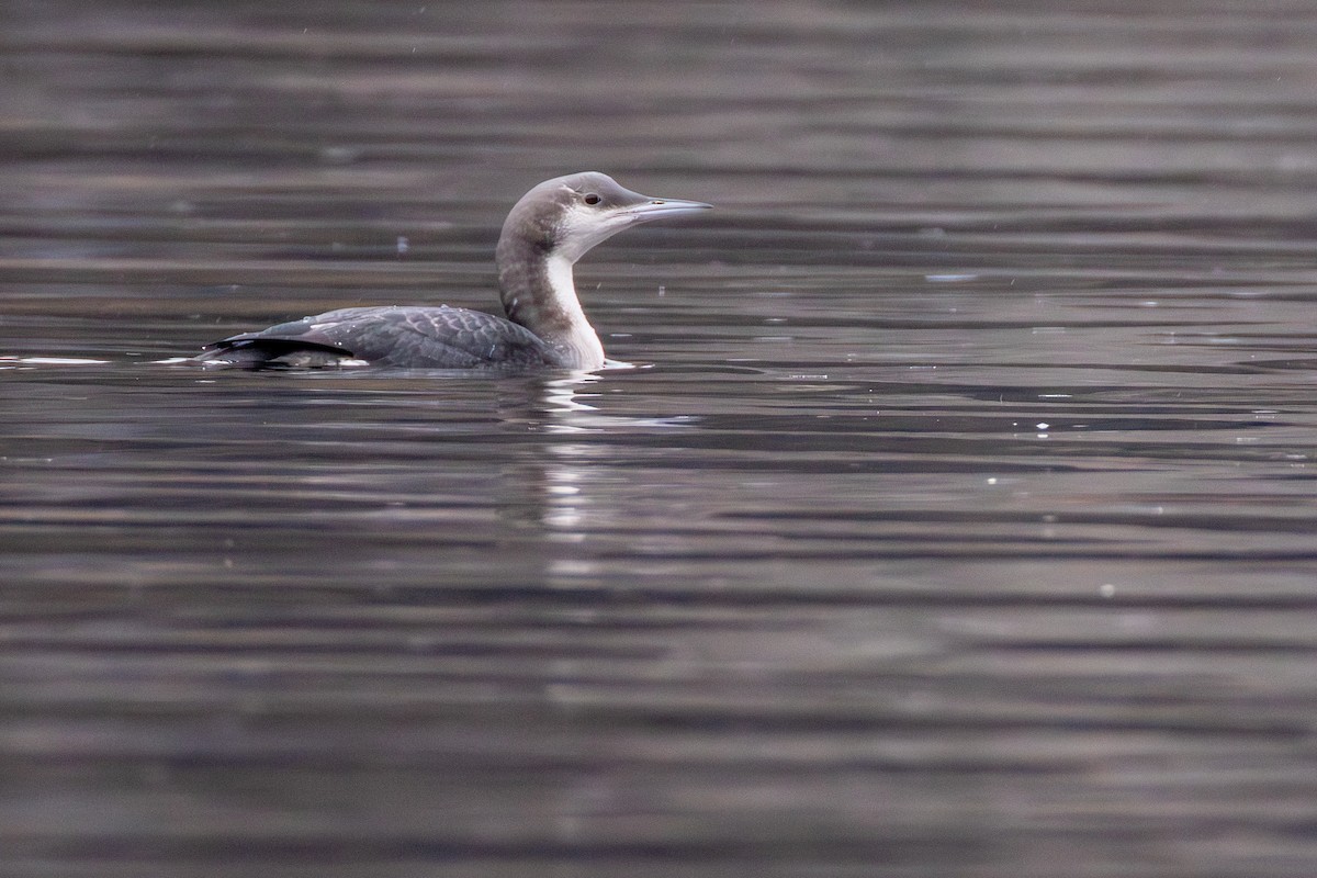 Arctic Loon - ML646038281