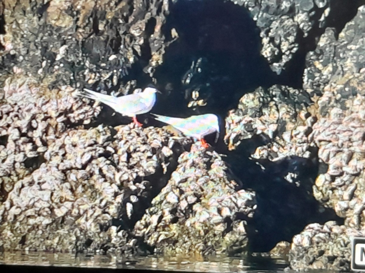 rosenterne - ML646038282