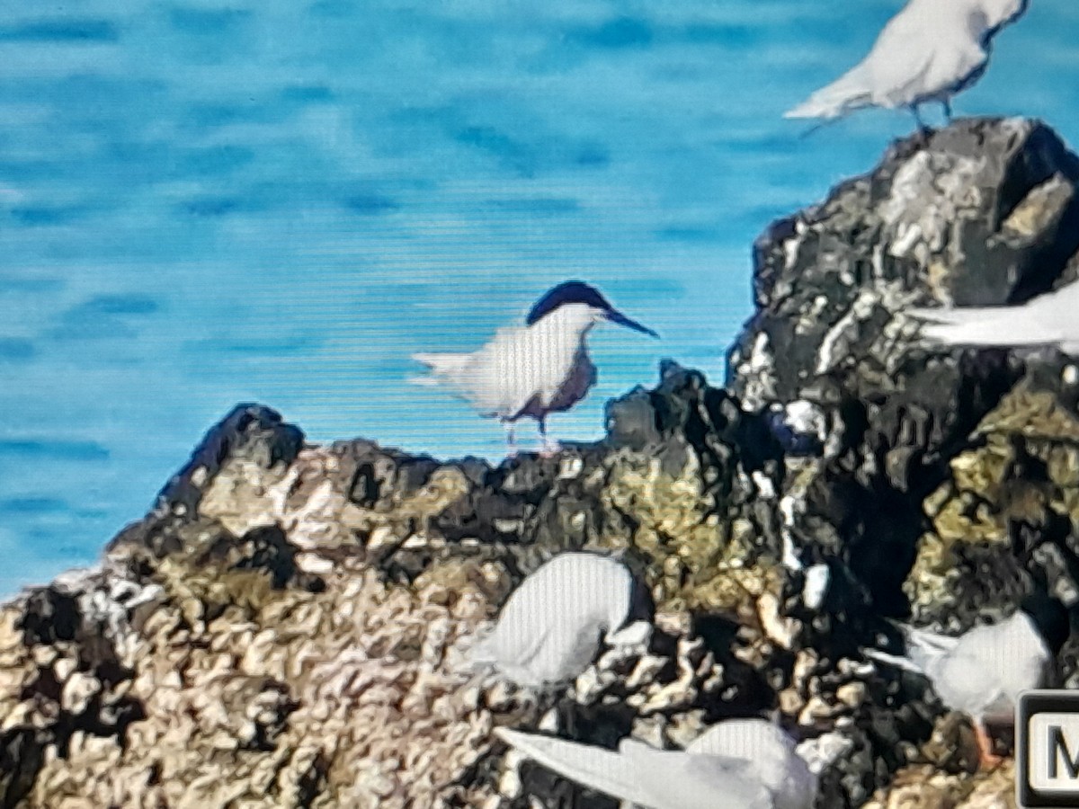 Roseate Tern - ML646038287