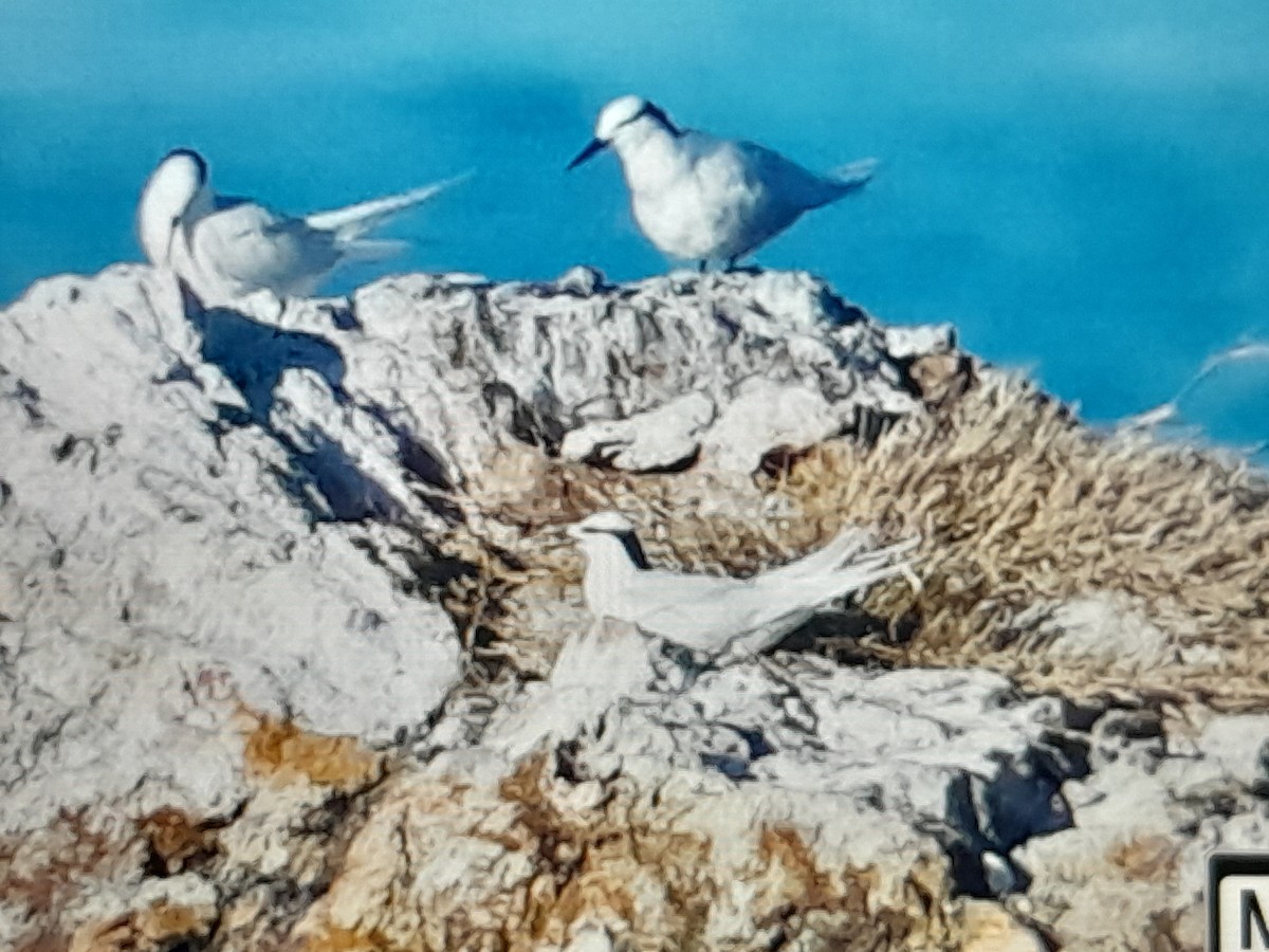 Black-naped Tern - ML646038294