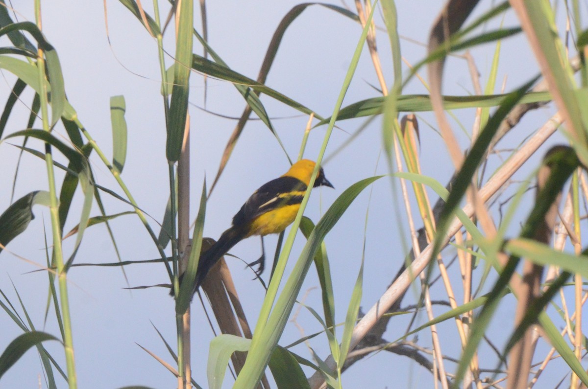 Yellow-tailed Oriole - ML646038295