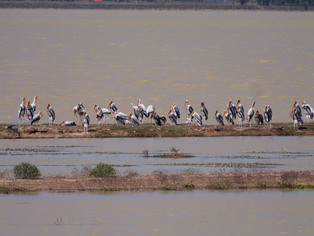 Painted Stork - ML646038300