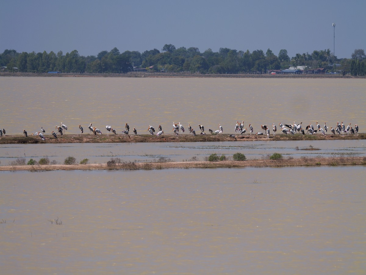 Painted Stork - ML646038301