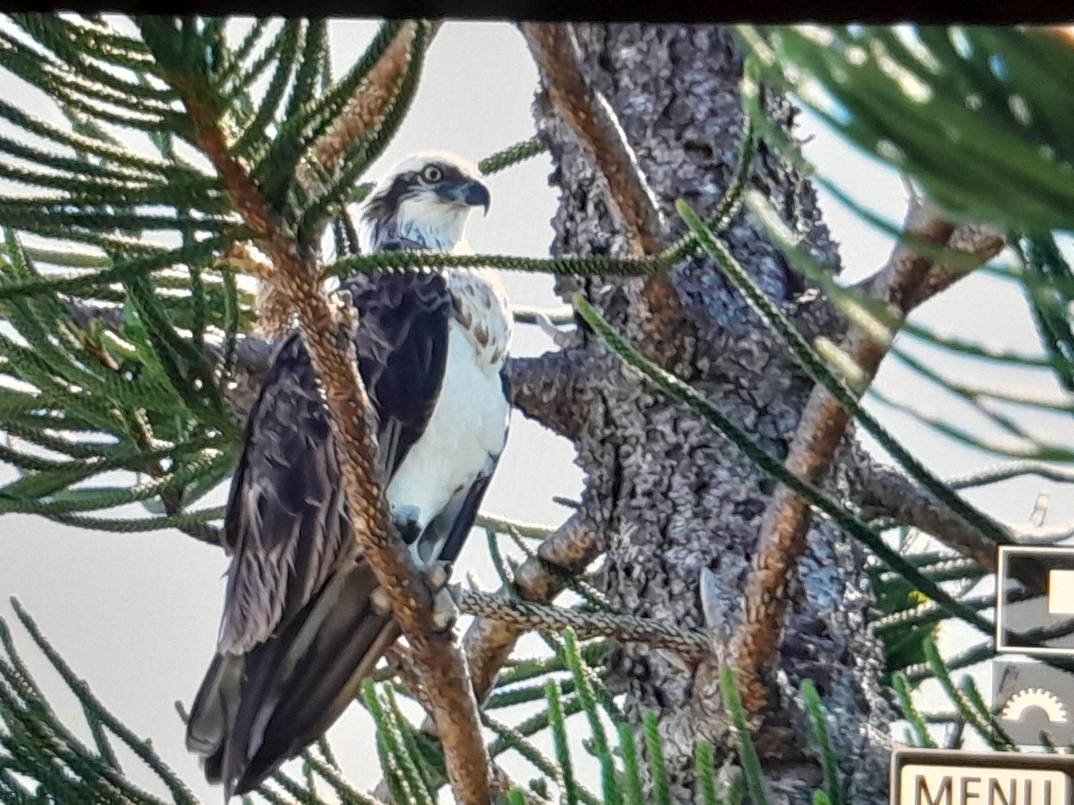 Osprey (Australasian) - ML646038304