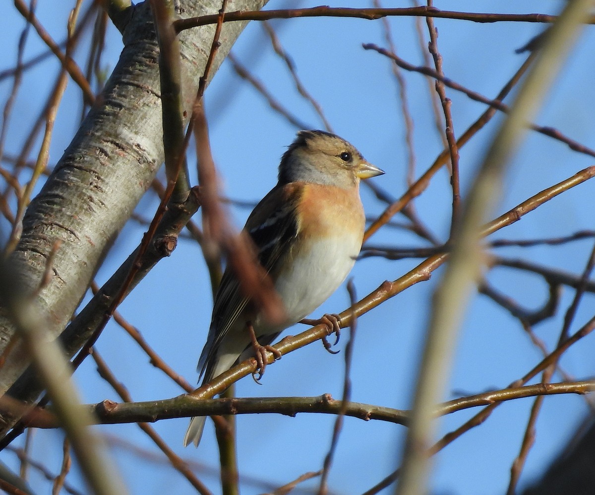 Brambling - ML646038308
