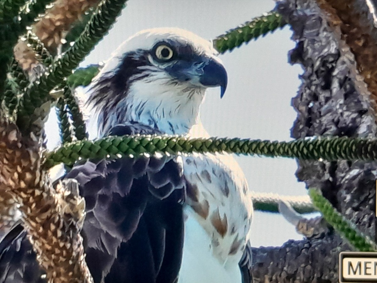 Osprey (Australasian) - ML646038313